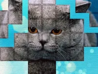 PicPu - Cat Puzzle image